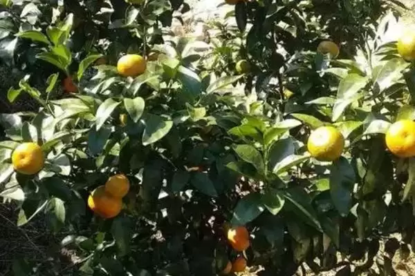 催熟剂具有怎样的作用和效果,催熟剂的作用插图1 催熟剂具有怎样的作用和效果,催熟剂的作用插图1