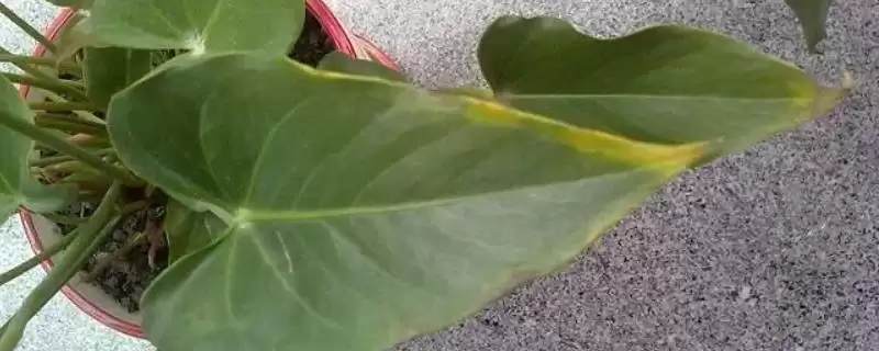 粉掌叶片发黄问题,粉掌的叶片发黄原因及处理方法-会东网