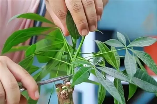 发财树的繁殖方法,发财树可选择哪些繁殖方法方式插图5 发财树的繁殖方法,发财树可选择哪些繁殖方法方式插图5