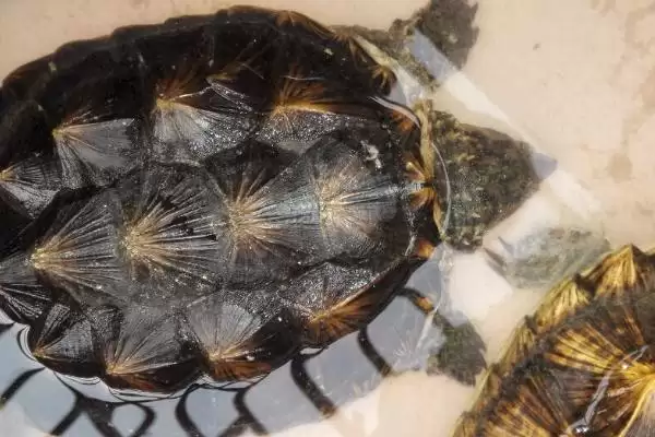 杂佛鳄龟喜欢吃哪些肉食蔬果?插图3 杂佛鳄龟喜欢吃哪些肉食蔬果?插图3