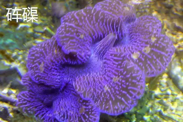 砗磲和生蚝有哪些方面的区别呢,砗磲和生蚝的区别插图1 砗磲和生蚝有哪些方面的区别呢,砗磲和生蚝的区别插图1