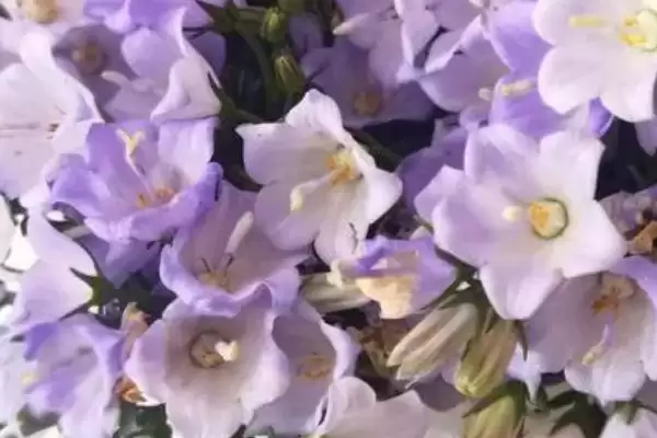 风铃花植物属性,风铃花是一种什么植物类型插图1
