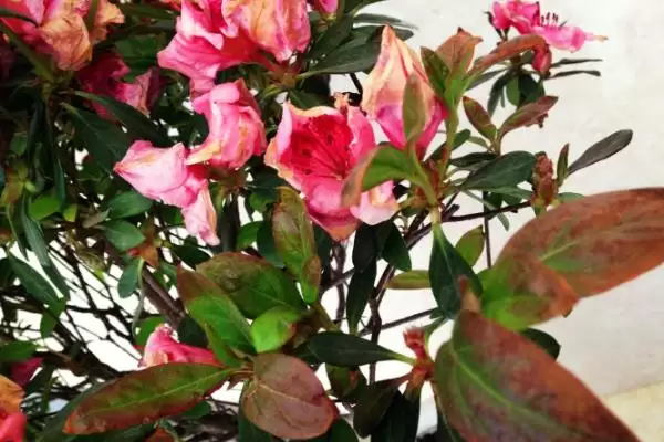 杜鹃花花苞干枯的原因,杜鹃花花苞干枯的原因有哪些方面插图2 杜鹃花花苞干枯的原因,杜鹃花花苞干枯的原因有哪些方面插图2