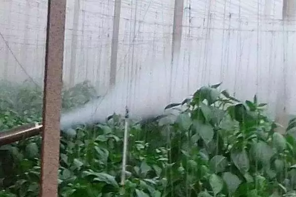 春季蔬菜施药有哪些注意事项呢,春季蔬菜如何施药插图1 春季蔬菜施药有哪些注意事项呢,春季蔬菜如何施药插图1