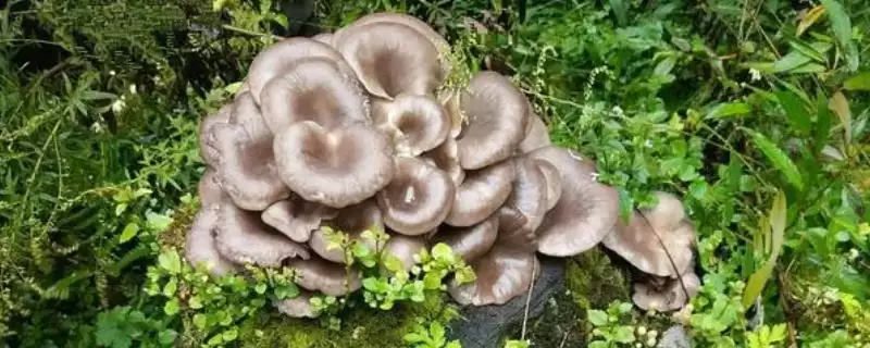 丛菌适合在什么季节生长呢,丛菌适合什么季节生长插图 丛菌适合在什么季节生长呢,丛菌适合什么季节生长插图