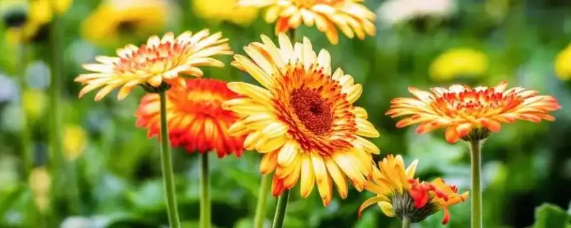 非洲菊植物简介,非洲菊是一种怎样的多年生草本植物插图 非洲菊植物简介,非洲菊是一种怎样的多年生草本植物插图