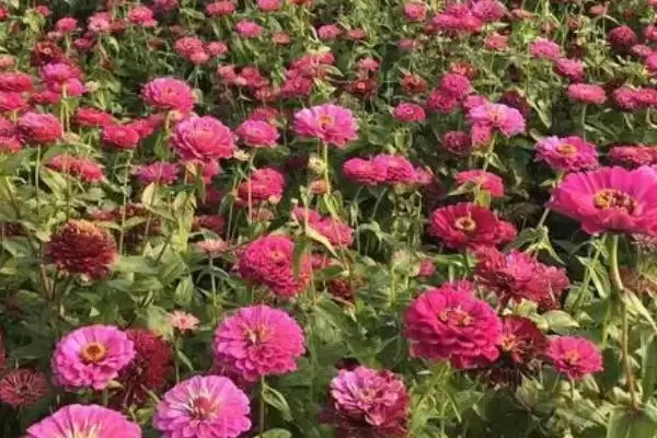 百日菊养殖方法,百日菊的养殖方法是什么样的插图1 百日菊养殖方法,百日菊的养殖方法是什么样的插图1