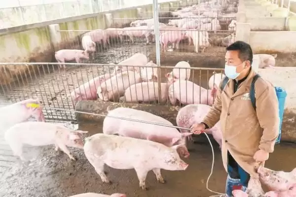 非瘟猪场消毒措施,非瘟猪场应如何进行消毒工作插图3 非瘟猪场消毒措施,非瘟猪场应如何进行消毒工作插图3
