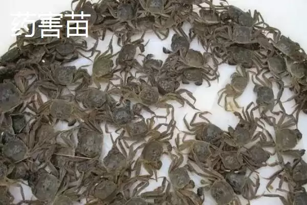 大闸蟹的劣质蟹苗种类,大闸蟹劣质蟹苗有哪些具体的种类插图1