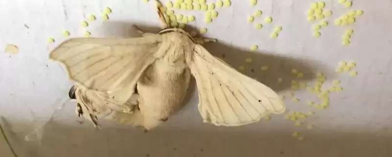 蚕变成飞蛾后何时会产卵呢,蚕变成飞蛾后何时产卵插图 蚕变成飞蛾后何时会产卵呢,蚕变成飞蛾后何时产卵插图