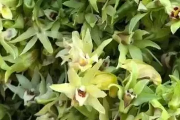 耳环石斛的基本介绍,耳环石斛一般是指哪种石斛植物插图2 耳环石斛的基本介绍,耳环石斛一般是指哪种石斛植物插图2