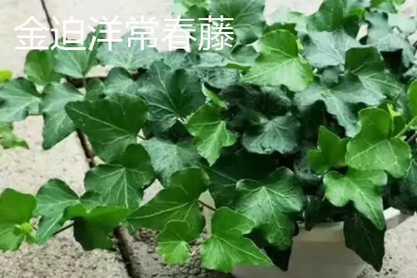 常春藤有哪些常见的品种呢,常春藤的品种插图2 常春藤有哪些常见的品种呢,常春藤的品种插图2