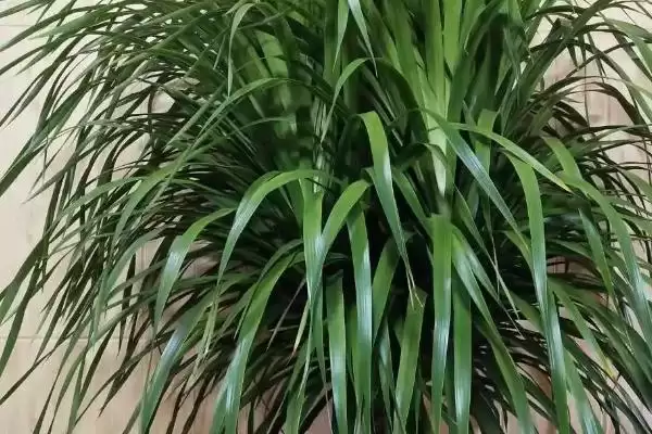 多头龙须树养殖方法,多头龙须树要如何进行养殖管理插图1