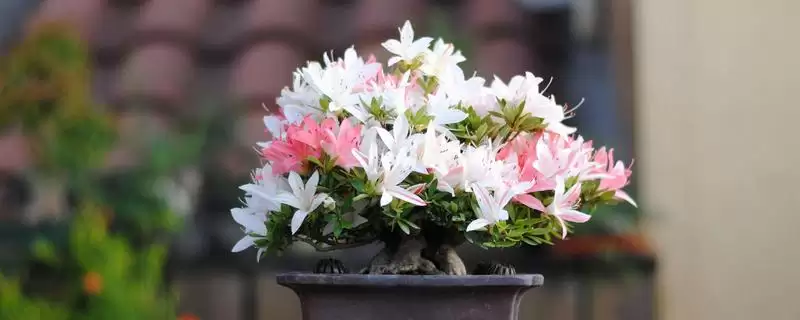杜鹃花花苞干枯的原因,杜鹃花花苞干枯的原因有哪些方面插图 杜鹃花花苞干枯的原因,杜鹃花花苞干枯的原因有哪些方面插图