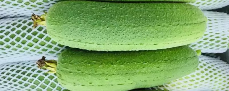 短棒形丝瓜品种种类,短棒形丝瓜品种有哪些常见的种类插图 短棒形丝瓜品种种类,短棒形丝瓜品种有哪些常见的种类插图