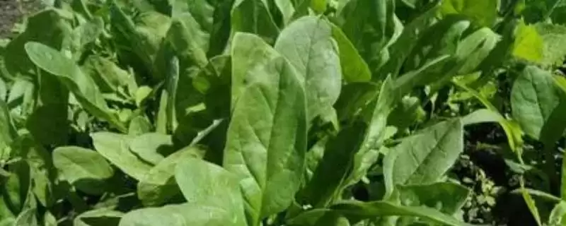 菠菜叶子发黄是什么原因造成的呢,菠菜叶子发黄原因插图 菠菜叶子发黄是什么原因造成的呢,菠菜叶子发黄原因插图