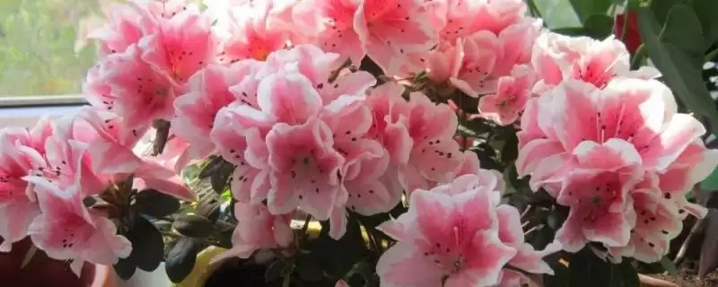 杜鹃花冬季换盆的情况,杜鹃花冬季能进行换盆的操作吗-会东网