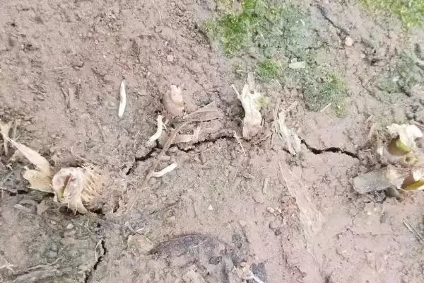 地里地蛆的处理方法措施,地里有地蛆怎么办有何处理方法插图2 地里地蛆的处理方法措施,地里有地蛆怎么办有何处理方法插图2