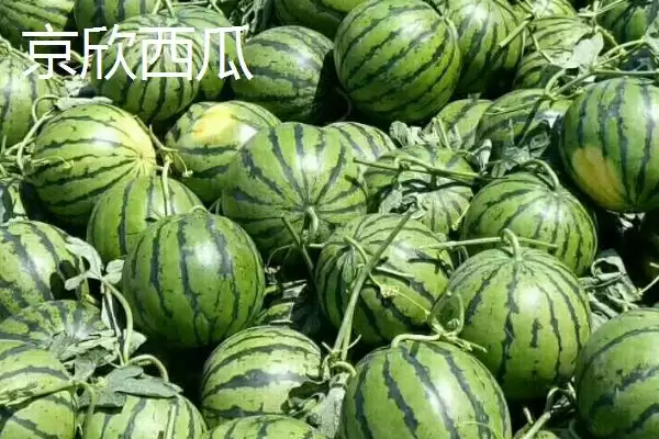 大型西瓜的品种种类介绍,大型西瓜品种有哪些最大可达多少插图6 大型西瓜的品种种类介绍,大型西瓜品种有哪些最大可达多少插图6