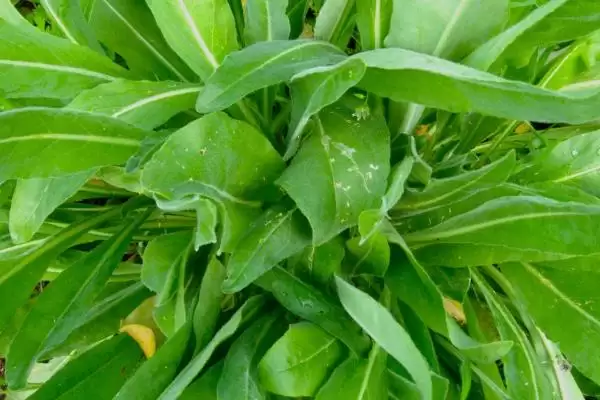 大青叶是一种怎样的植物,大青叶是什么植物插图3 大青叶是一种怎样的植物,大青叶是什么植物插图3