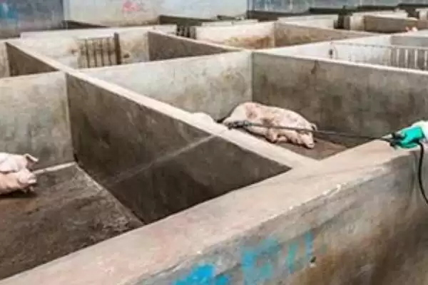 非洲猪瘟潜伏期,非洲猪瘟的潜伏期通常是多长时间插图3