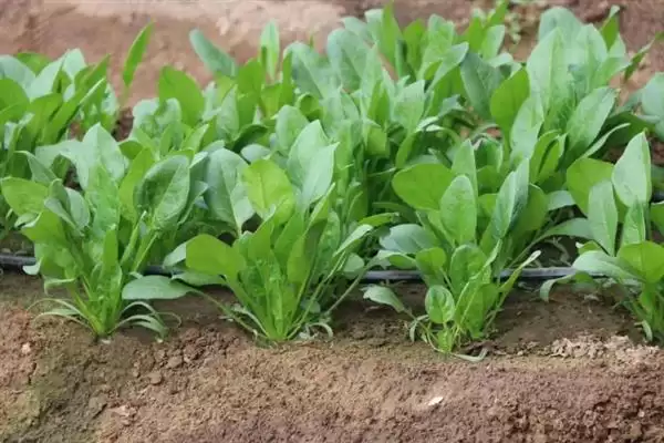 菠菜霜霉病的防治技术有哪些呢,菠菜霜霉病的防治技术插图1 菠菜霜霉病的防治技术有哪些呢,菠菜霜霉病的防治技术插图1