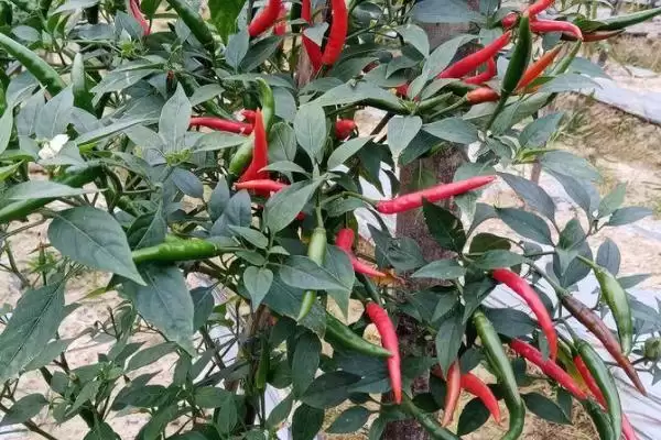 朝天椒盆栽种植技术和要点是啥,朝天椒盆栽种植技术插图1 朝天椒盆栽种植技术和要点是啥,朝天椒盆栽种植技术插图1