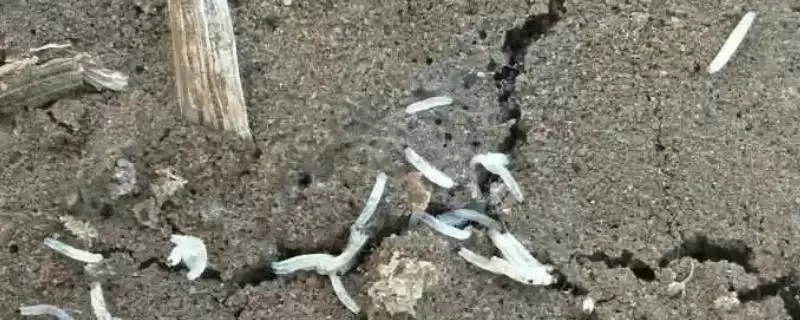地里地蛆的处理方法措施,地里有地蛆怎么办有何处理方法插图 地里地蛆的处理方法措施,地里有地蛆怎么办有何处理方法插图