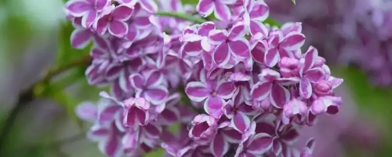 丁香花的植物基本介绍,丁香花是怎样的落叶灌木或小乔木插图 丁香花的植物基本介绍,丁香花是怎样的落叶灌木或小乔木插图