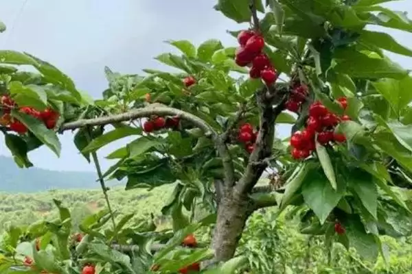 车厘子适合在北方种植吗及情况呢,车厘子适合北方种植吗插图1