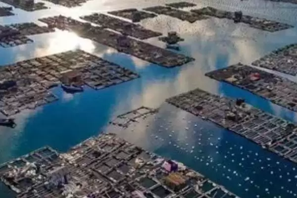 鲍鱼养殖方法的优缺点有哪些呢,鲍鱼养殖方法的优缺点对比插图6 鲍鱼养殖方法的优缺点有哪些呢,鲍鱼养殖方法的优缺点对比插图6