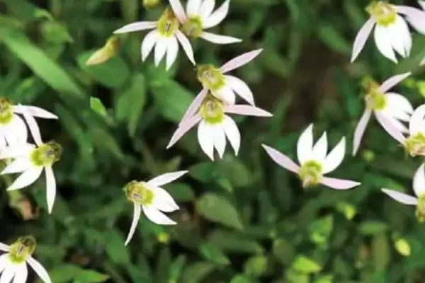 半边莲是一种怎样的植物呢,半边莲简介插图2 半边莲是一种怎样的植物呢,半边莲简介插图2