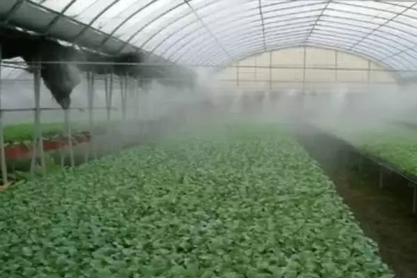大棚降温的最佳方案是什么样,大棚降温的最佳方案插图1 大棚降温的最佳方案是什么样,大棚降温的最佳方案插图1