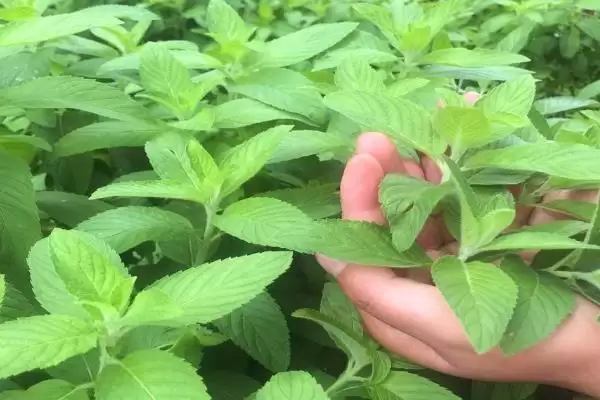 常见的野菜有哪些种类和名称呢,常见的野菜插图19 常见的野菜有哪些种类和名称呢,常见的野菜插图19