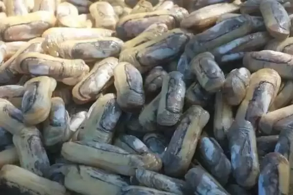 蛏子的养殖方法和步骤是怎样呢,蛏子怎么养殖插图2 蛏子的养殖方法和步骤是怎样呢,蛏子怎么养殖插图2