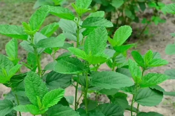 常见的补骨脂病害及防治方法是,常见的补骨脂病害与防治方法插图5 常见的补骨脂病害及防治方法是,常见的补骨脂病害与防治方法插图5