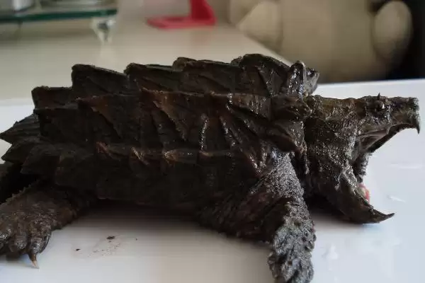 大鳄龟是否需要晒背及有何作用,大鳄龟是否要晒背插图2