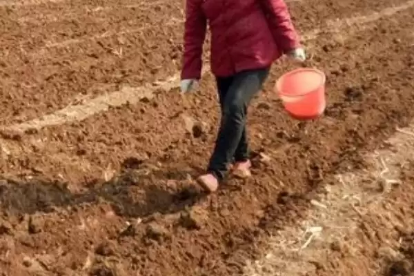 防风的种植条件,防风在怎样的条件下生长良好插图3 防风的种植条件,防风在怎样的条件下生长良好插图3