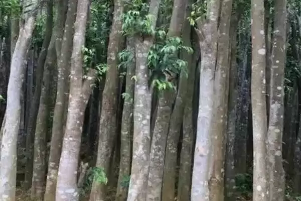 沉香树是一种怎样的植物呢,沉香树是什么植物插图3