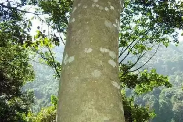 沉香树是一种怎样的植物呢,沉香树是什么植物插图1