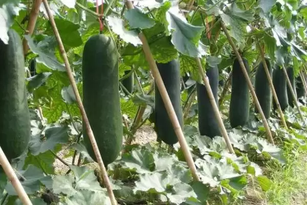 冬瓜露地种植的时间,冬瓜露地种植时间在什么季节插图1 冬瓜露地种植的时间,冬瓜露地种植时间在什么季节插图1