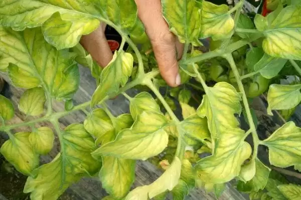 番茄缺素症及补救,番茄缺素症的表现及补救方法有哪些插图2