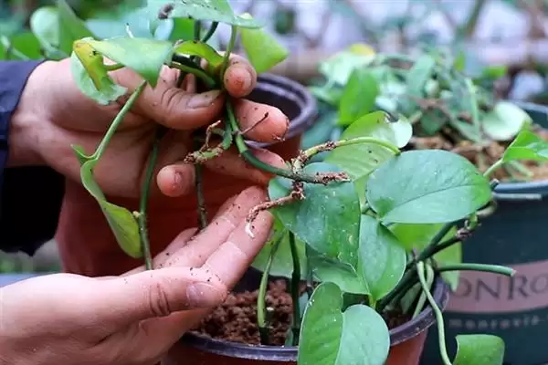 绿萝在春季隔多久浇一次水比较合适?插图6 绿萝在春季隔多久浇一次水比较合适?插图6