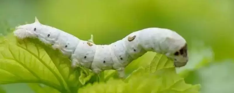 蚕一生要经历哪几个阶段呢,蚕一生要经历哪四个阶段插图 蚕一生要经历哪几个阶段呢,蚕一生要经历哪四个阶段插图