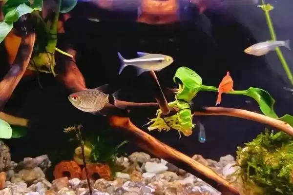 灯鱼养殖的打氧情况,灯鱼要不要进行打氧的操作插图4 灯鱼养殖的打氧情况,灯鱼要不要进行打氧的操作插图4