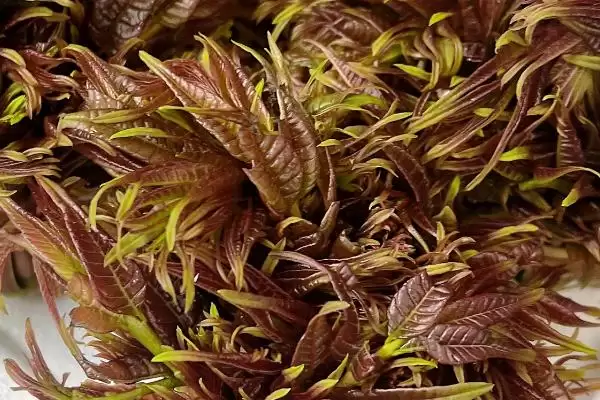 椿芽的选购技巧有哪些和方法呢,椿芽的选购技巧插图2