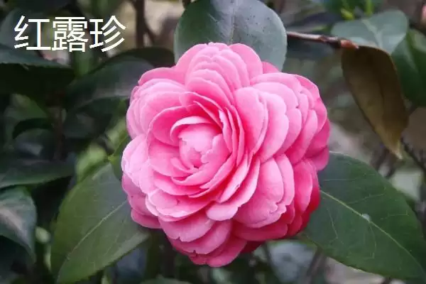 茶花树苗的价格是多少钱及情况呢,茶花树苗的价格插图4 茶花树苗的价格是多少钱及情况呢,茶花树苗的价格插图4