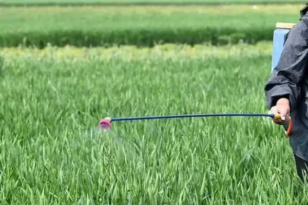 打除草剂后多久再打营养药呢,打除草剂多久再打营养药插图2 打除草剂后多久再打营养药呢,打除草剂多久再打营养药插图2