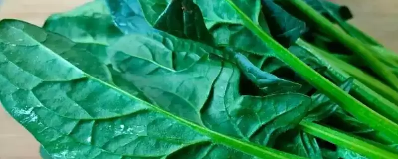 菠菜生长的适宜温度是多少呢,菠菜的生长适温插图 菠菜生长的适宜温度是多少呢,菠菜的生长适温插图