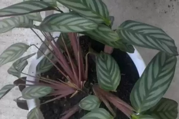 飞羽竹芋的花语,飞羽竹芋具有怎样的花语寓意插图5 飞羽竹芋的花语,飞羽竹芋具有怎样的花语寓意插图5